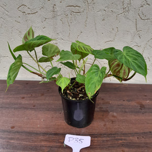 #D35 Philodendron Verrucosum