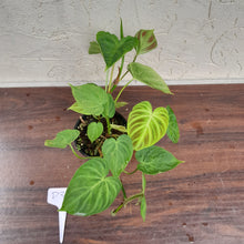 Load image into Gallery viewer, #D35 Philodendron Verrucosum