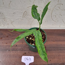 Load image into Gallery viewer, #D43 Philodendron Golden Dragon