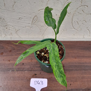 #D43 Philodendron Golden Dragon