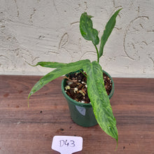 Load image into Gallery viewer, #D43 Philodendron Golden Dragon