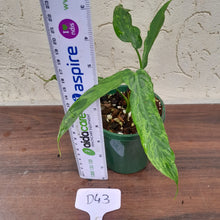 Load image into Gallery viewer, #D43 Philodendron Golden Dragon