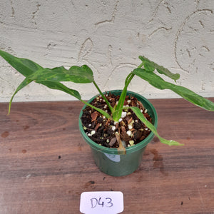 #D43 Philodendron Golden Dragon