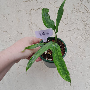 #D43 Philodendron Golden Dragon