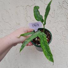 Load image into Gallery viewer, #D43 Philodendron Golden Dragon