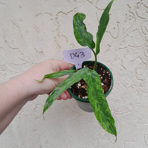 #D43 Philodendron Golden Dragon