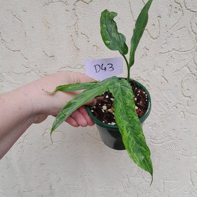 #D43 Philodendron Golden Dragon