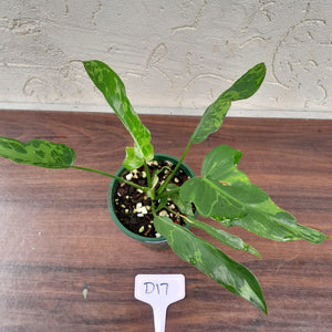 #D17 Philodendron Golden Dragon