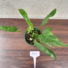 Load image into Gallery viewer, #D17 Philodendron Golden Dragon
