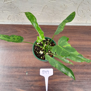 #D17 Philodendron Golden Dragon