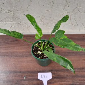#D17 Philodendron Golden Dragon