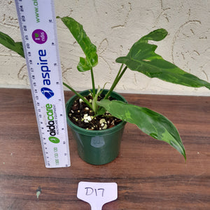 #D17 Philodendron Golden Dragon