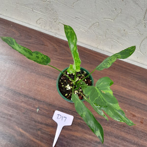#D17 Philodendron Golden Dragon