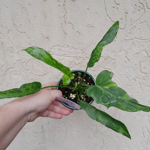 #D17 Philodendron Golden Dragon