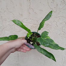 Load image into Gallery viewer, #D17 Philodendron Golden Dragon