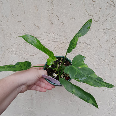 #D17 Philodendron Golden Dragon