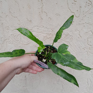 #D17 Philodendron Golden Dragon
