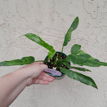 Load image into Gallery viewer, #D17 Philodendron Golden Dragon