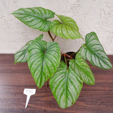 #D32 Philodendron Plowmanii - Narrow Form