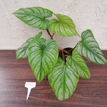 Load image into Gallery viewer, #D32 Philodendron Plowmanii - Narrow Form