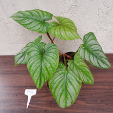 Load image into Gallery viewer, #D32 Philodendron Plowmanii - Narrow Form