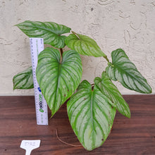 Load image into Gallery viewer, #D32 Philodendron Plowmanii - Narrow Form