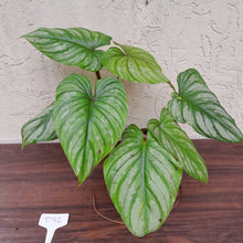 Load image into Gallery viewer, #D32 Philodendron Plowmanii - Narrow Form