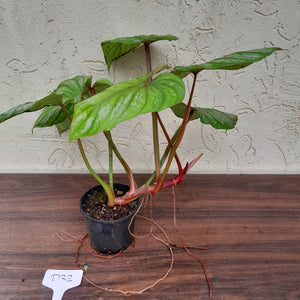 #D32 Philodendron Plowmanii - Narrow Form