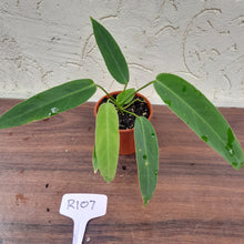 Load image into Gallery viewer, #R107 Anthurium Panamense