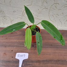 Load image into Gallery viewer, #R107 Anthurium Panamense