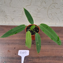 Load image into Gallery viewer, #R107 Anthurium Panamense