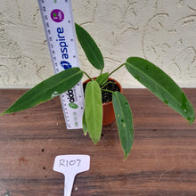 Load image into Gallery viewer, #R107 Anthurium Panamense