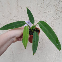 Load image into Gallery viewer, #R107 Anthurium Panamense