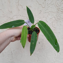 Load image into Gallery viewer, #R107 Anthurium Panamense