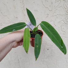 Load image into Gallery viewer, #R107 Anthurium Panamense