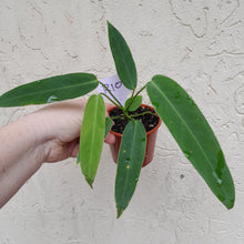 Load image into Gallery viewer, #R107 Anthurium Panamense