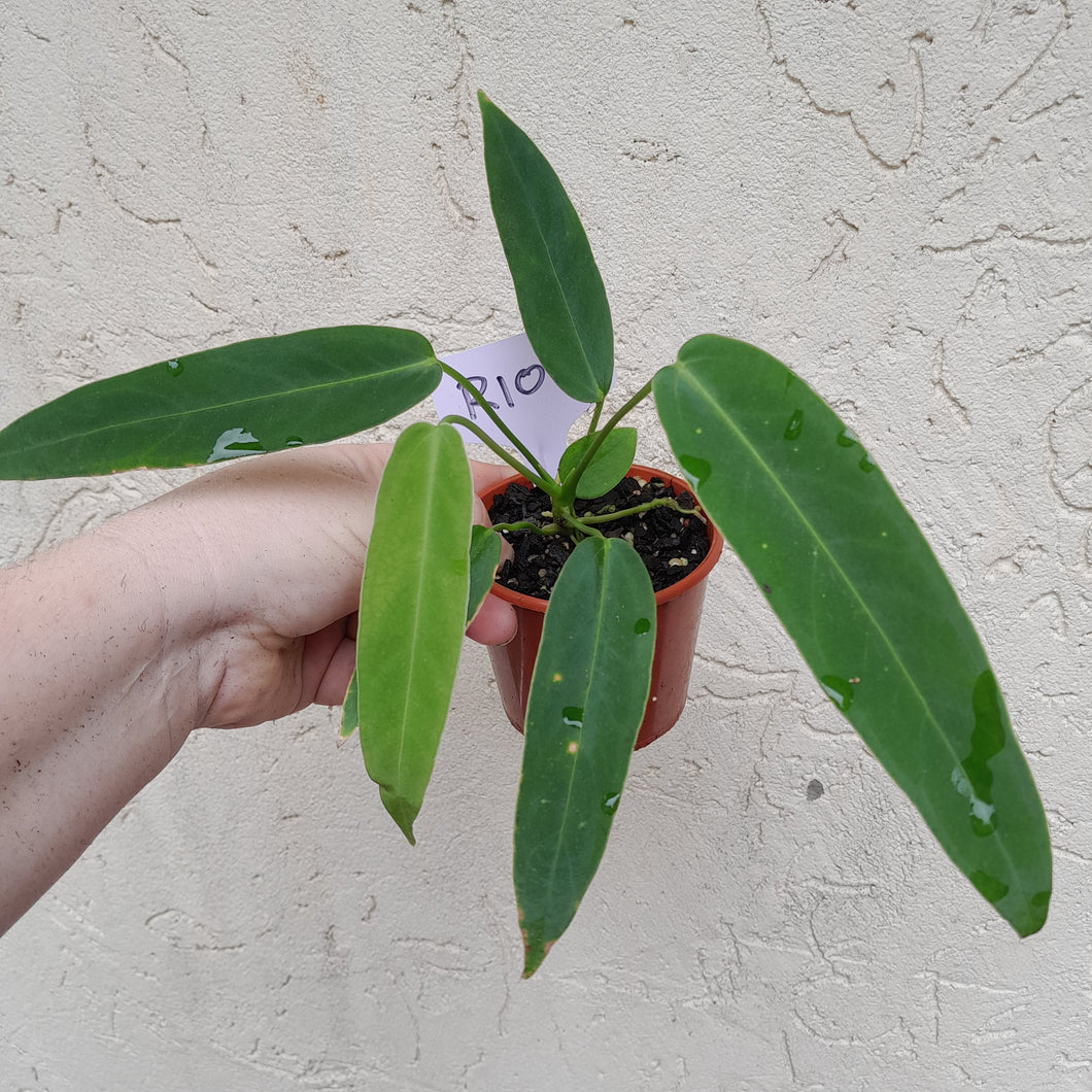 #R107 Anthurium Panamense