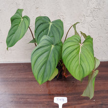 Load image into Gallery viewer, #D53 Large Multi Headed Philodendron Pastazanum x Gloriosum