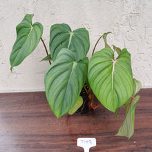 Load image into Gallery viewer, #D53 Large Multi Headed Philodendron Pastazanum x Gloriosum