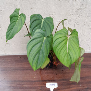 #D53 Large Multi Headed Philodendron Pastazanum x Gloriosum
