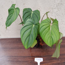 Load image into Gallery viewer, #D53 Large Multi Headed Philodendron Pastazanum x Gloriosum