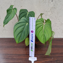 Load image into Gallery viewer, #D53 Large Multi Headed Philodendron Pastazanum x Gloriosum