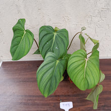 Load image into Gallery viewer, #D53 Large Multi Headed Philodendron Pastazanum x Gloriosum