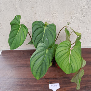 #D53 Large Multi Headed Philodendron Pastazanum x Gloriosum