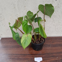 Load image into Gallery viewer, #D53 Large Multi Headed Philodendron Pastazanum x Gloriosum