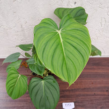 Load image into Gallery viewer, #D51 Large Multi Headed Philodendron Pastazanum x Gloriosum