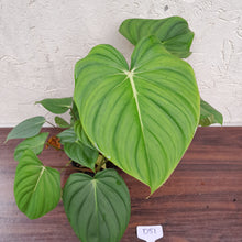 Load image into Gallery viewer, #D51 Large Multi Headed Philodendron Pastazanum x Gloriosum