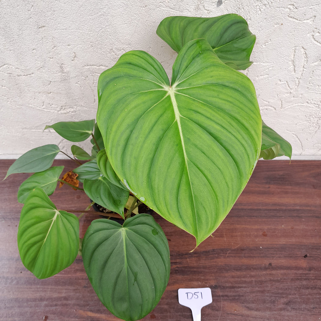#D51 Large Multi Headed Philodendron Pastazanum x Gloriosum