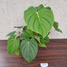 Load image into Gallery viewer, #D51 Large Multi Headed Philodendron Pastazanum x Gloriosum
