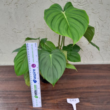 Load image into Gallery viewer, #D51 Large Multi Headed Philodendron Pastazanum x Gloriosum